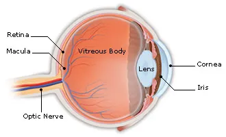 Eyeball Anatomy 